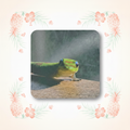 Gecko Coaster on Tropical Background