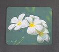 White Plumeria