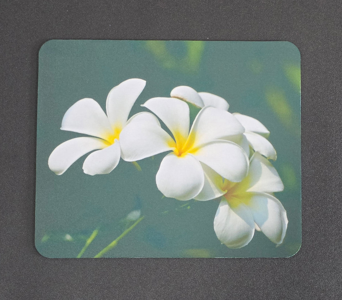 White Plumeria