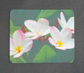 White and Pink Plumeria