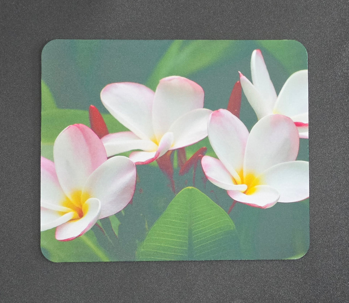 White and Pink Plumeria