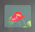 Red Anthurium
