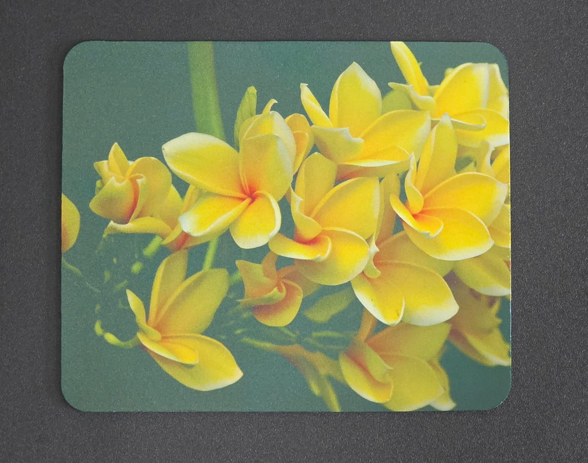Yellow Plumeria